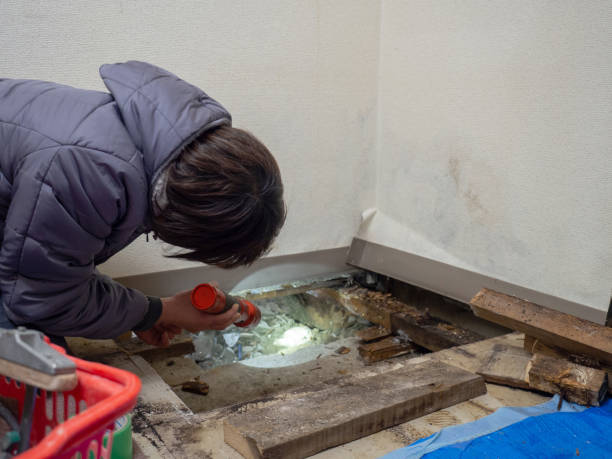 Trusted Berrien Springs, MI Mold Removal Experts