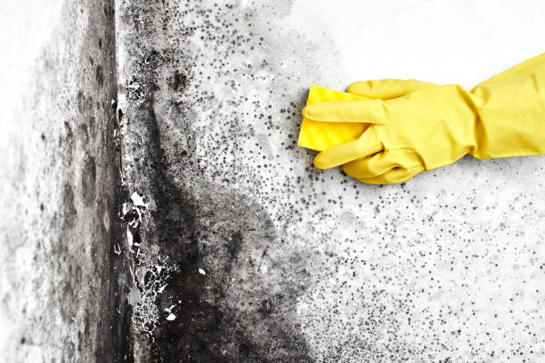 Best Crawl Space Mold Remediation  in Berrien Springs, MI
